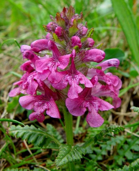 Pflanzenbild gross Quirlblättriges Läusekraut - Pedicularis verticillata