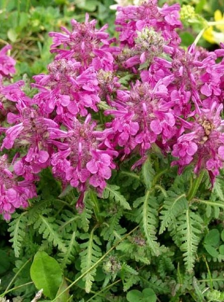 Pflanzenbild gross Quirlblättriges Läusekraut - Pedicularis verticillata