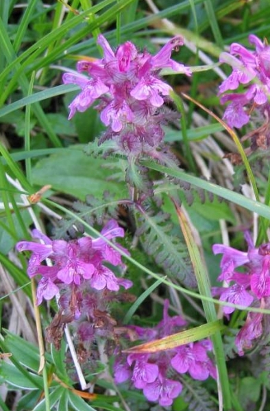 Pflanzenbild gross Quirlblättriges Läusekraut - Pedicularis verticillata