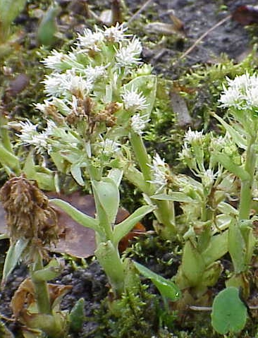 Pflanzenbild gross Weisse Pestwurz - Petasites albus