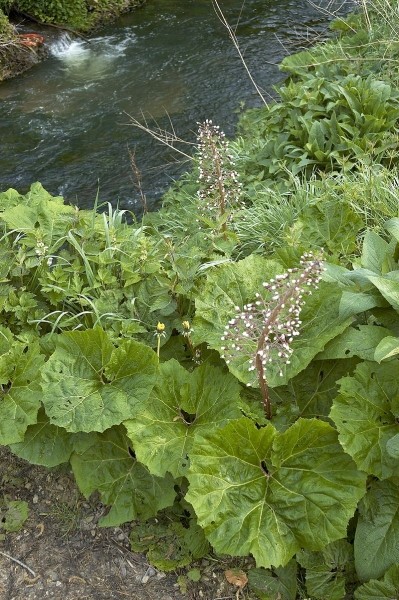 Pflanzenbild gross Rote Pestwurz - Petasites hybridus
