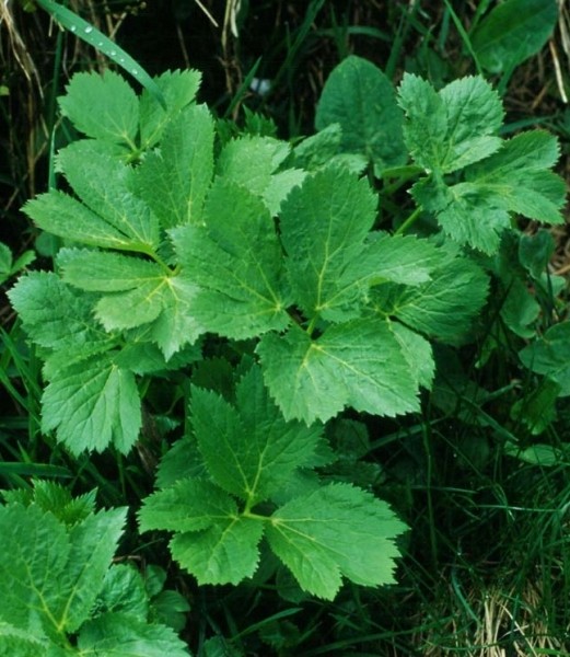 Pflanzenbild gross Meisterwurz - Peucedanum ostruthium
