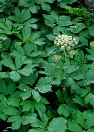 Pflanzenbild gross Meisterwurz - Peucedanum ostruthium
