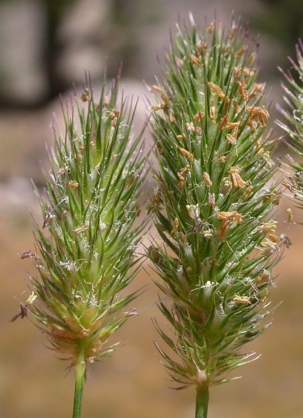 Pflanzenbild gross Alpen-Lieschgras - Phleum alpinum aggr.