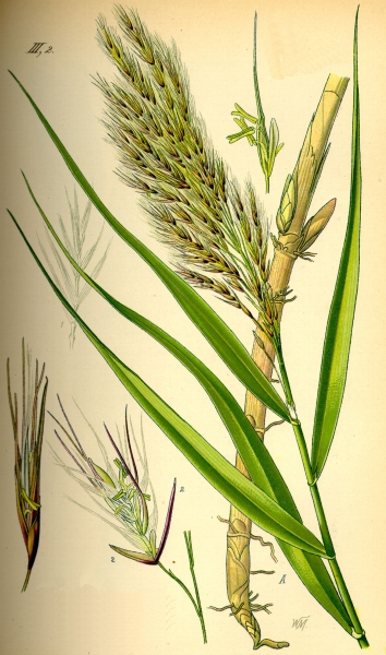 Pflanzenbild gross Schilf - Phragmites australis