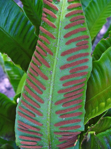 Pflanzenbild gross Hirschzunge - Phyllitis scolopendrium