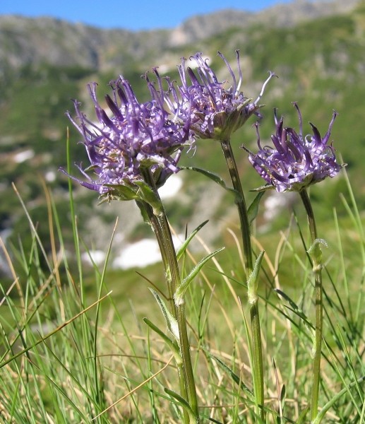 Pflanzenbild gross Halbkugelige Rapunzel - Phyteuma hemisphaericum