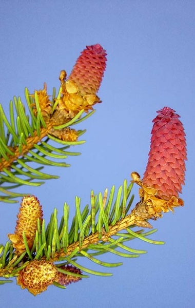 Pflanzenbild gross Fichte - Picea abies