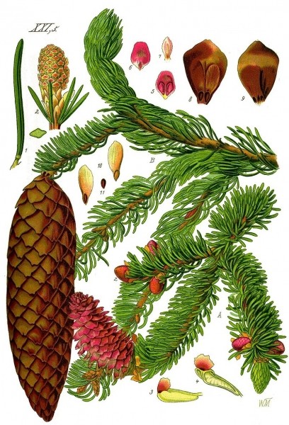 Pflanzenbild gross Fichte - Picea abies
