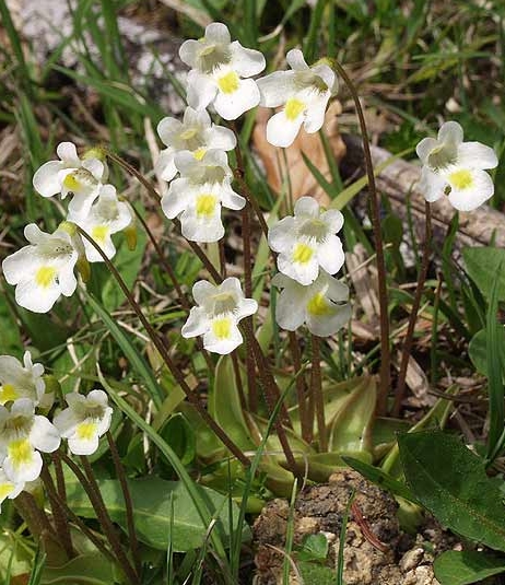Pflanzenbild gross Alpen-Fettblatt - Pinguicula alpina