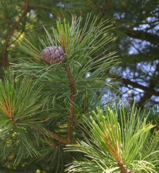 Pflanzenbild gross Arve - Pinus cembra
