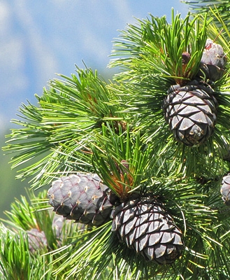 Pflanzenbild gross Arve - Pinus cembra