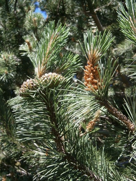 Pflanzenbild gross Aufrechte Berg-Föhre - Pinus mugo subsp. uncinata