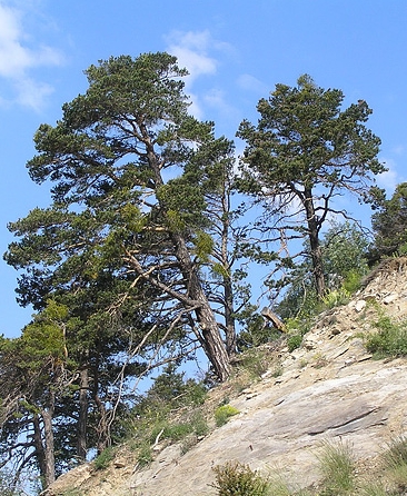 Pflanzenbild gross Wald-Föhre - Pinus sylvestris