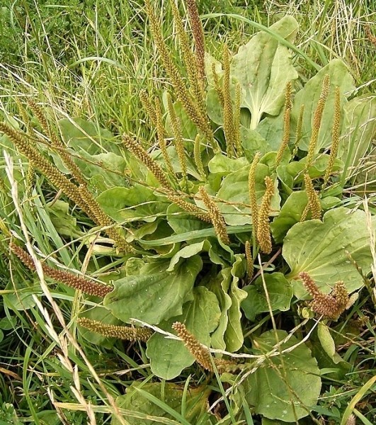 Pflanzenbild gross Breit-Wegerich - Plantago major