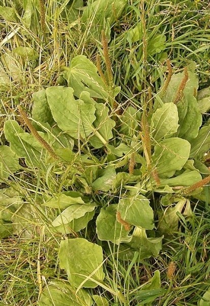 Pflanzenbild gross Breit-Wegerich - Plantago major