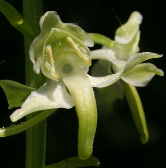 Pflanzenbild gross Grünliches Breitkölbchen - Platanthera chlorantha