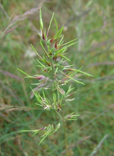 Pflanzenbild gross Knolliges Rispengras - Poa bulbosa