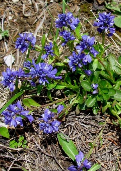 Pflanzenbild gross Voralpen-Kreuzblume - Polygala alpestris