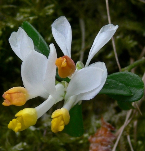 Pflanzenbild gross Buchsblättrige Kreuzblume - Polygala chamaebuxus
