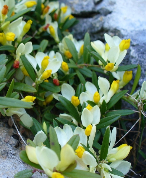 Pflanzenbild gross Buchsblättrige Kreuzblume - Polygala chamaebuxus