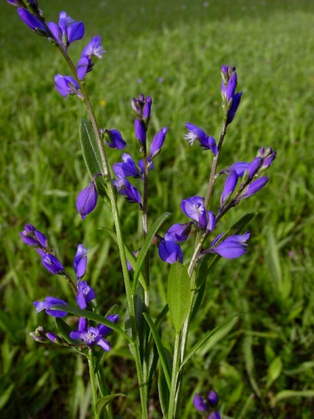 Pflanzenbild gross Wiesen-Kreuzblume - Polygala vulgaris