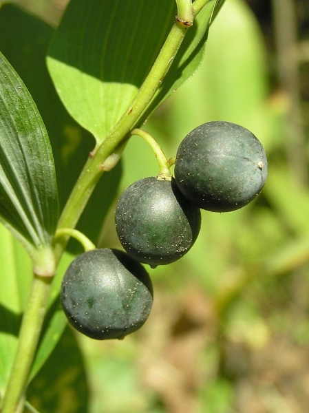 Pflanzenbild gross Vielblütiges Salomonssiegel - Polygonatum multiflorum