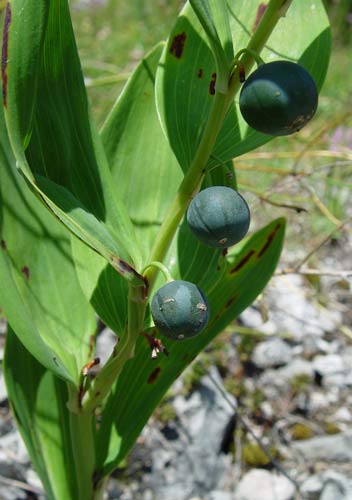 Pflanzenbild gross Echtes Salomonssiegel - Polygonatum odoratum