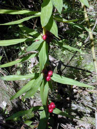 Pflanzenbild gross Quirlblättriges Salomonssiegel - Polygonatum verticillatum