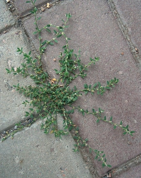 Pflanzenbild gross Vogel-Knöterich - Polygonum aviculare aggr.