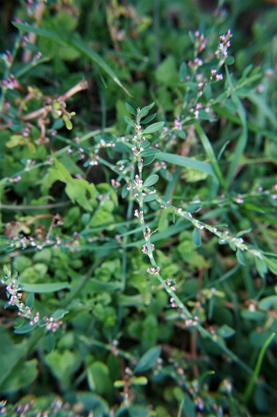 Pflanzenbild gross Vogel-Knöterich - Polygonum aviculare aggr.