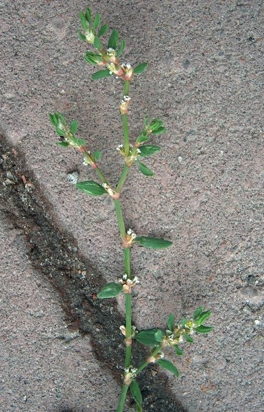 Pflanzenbild gross Vogel-Knöterich - Polygonum aviculare aggr.