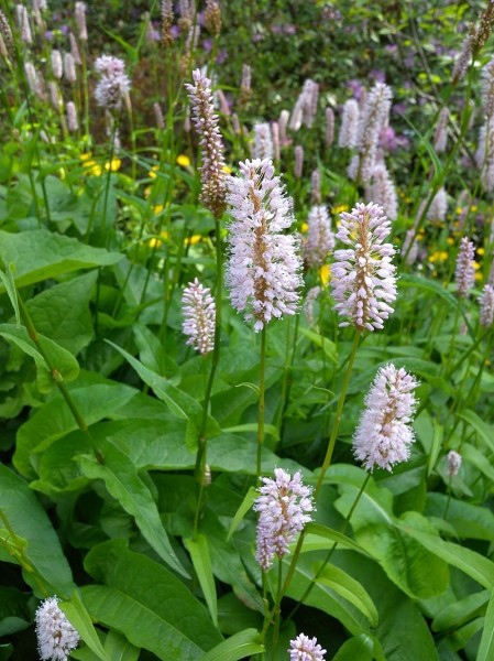 Pflanzenbild gross Schlangen-Knöterich - Polygonum bistorta