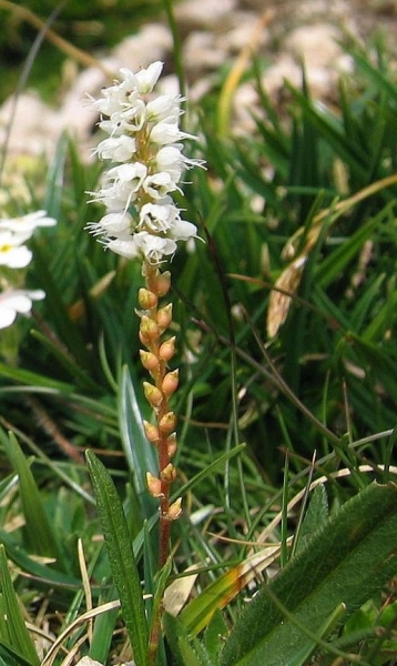Pflanzenbild gross Knöllchen-Knöterich - Polygonum viviparum