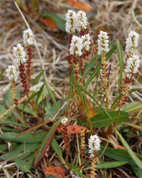 Pflanzenbild gross Knöllchen-Knöterich - Polygonum viviparum