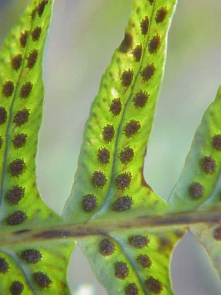 Pflanzenbild gross Gemeiner Tüpfelfarn - Polypodium vulgare