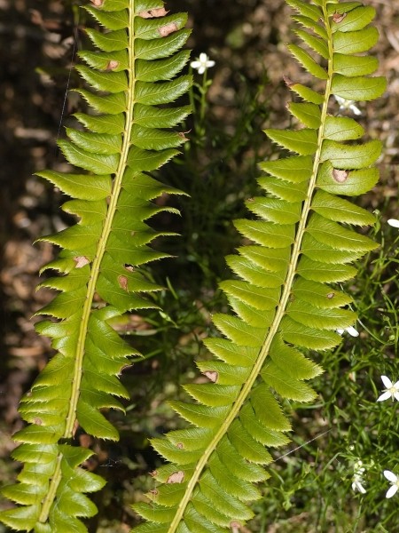 Pflanzenbild gross Lanzenfarn - Polystichum lonchitis