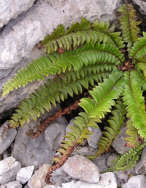 Pflanzenbild gross Lanzenfarn - Polystichum lonchitis