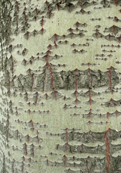 Pflanzenbild gross Silber-Pappel - Populus alba