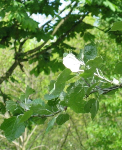 Pflanzenbild gross Silber-Pappel - Populus alba