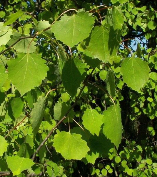 Pflanzenbild gross Zitter-Pappel - Populus tremula