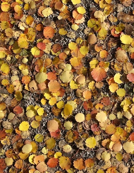 Pflanzenbild gross Zitter-Pappel - Populus tremula