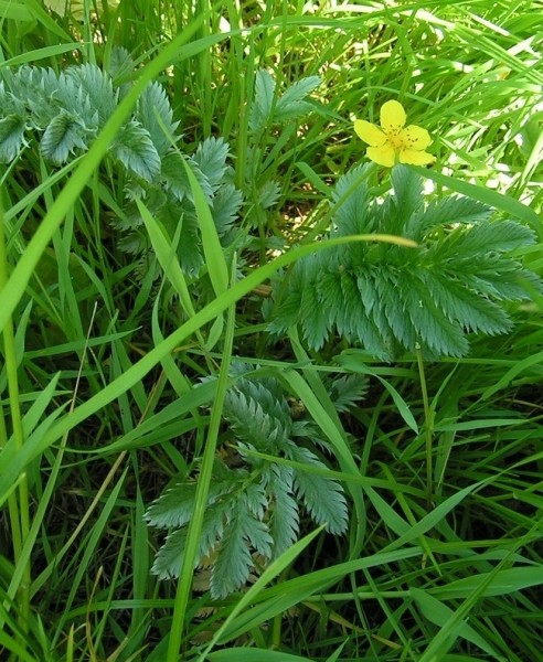 Pflanzenbild gross Gänse-Fingerkraut - Potentilla anserina