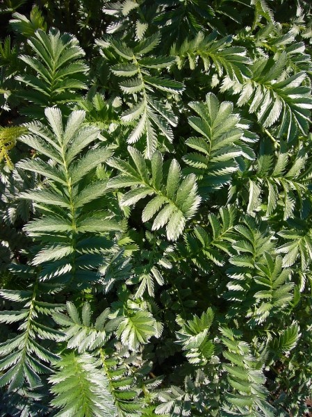 Pflanzenbild gross Gänse-Fingerkraut - Potentilla anserina