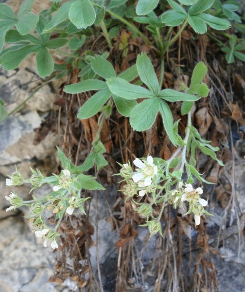 Pflanzenbild gross Vielstängeliges Fingerkraut - Potentilla caulescens