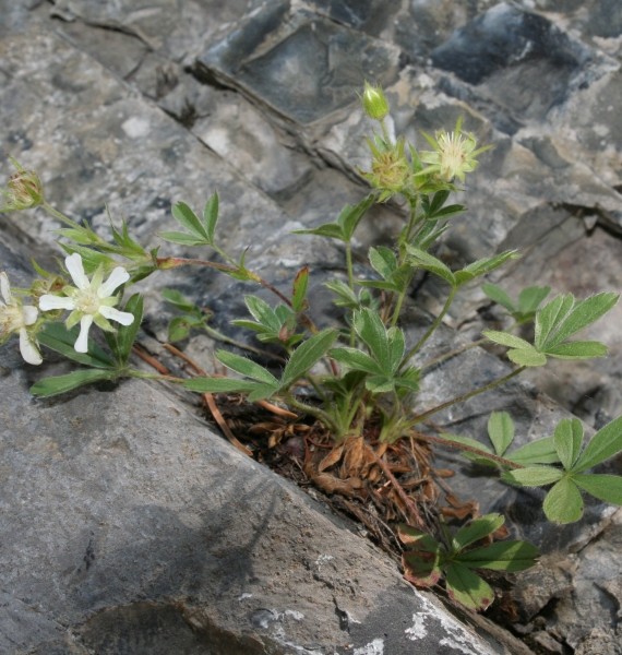 Pflanzenbild gross Vielstängeliges Fingerkraut - Potentilla caulescens
