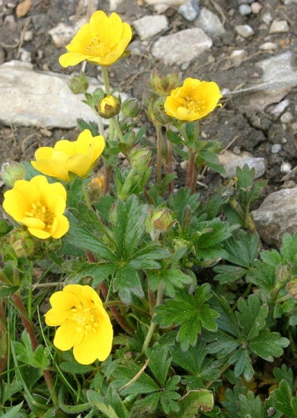 Pflanzenbild gross Crantz' Fingerkraut - Potentilla crantzii