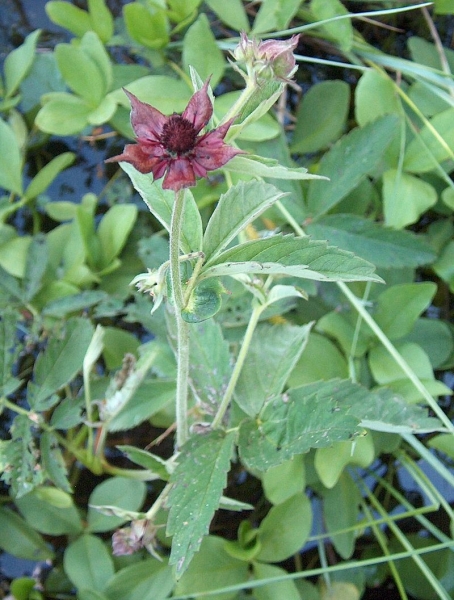 Pflanzenbild gross Blutauge - Potentilla palustris