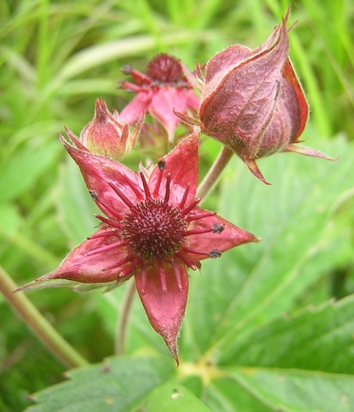 Pflanzenbild gross Blutauge - Potentilla palustris
