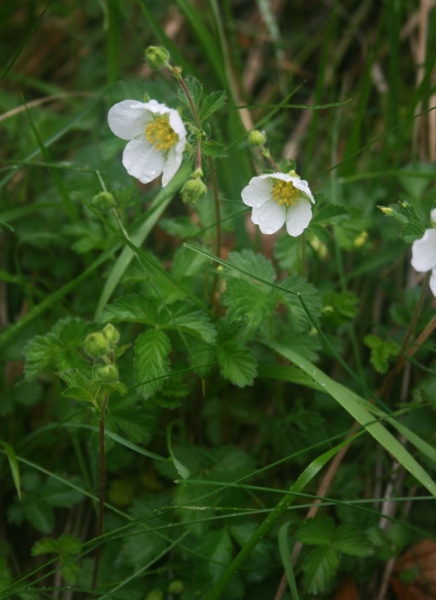 Pflanzenbild gross Felsen-Fingerkraut - Potentilla rupestris